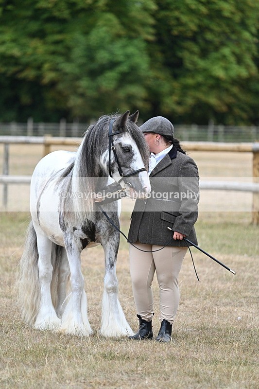 WJ7_9681 - Class 5 Most Handsome Gelding (up to 14.2hh)
