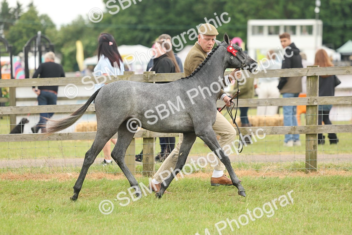 SBM_05389 - Class 68-73 - Riding Pony Breeding