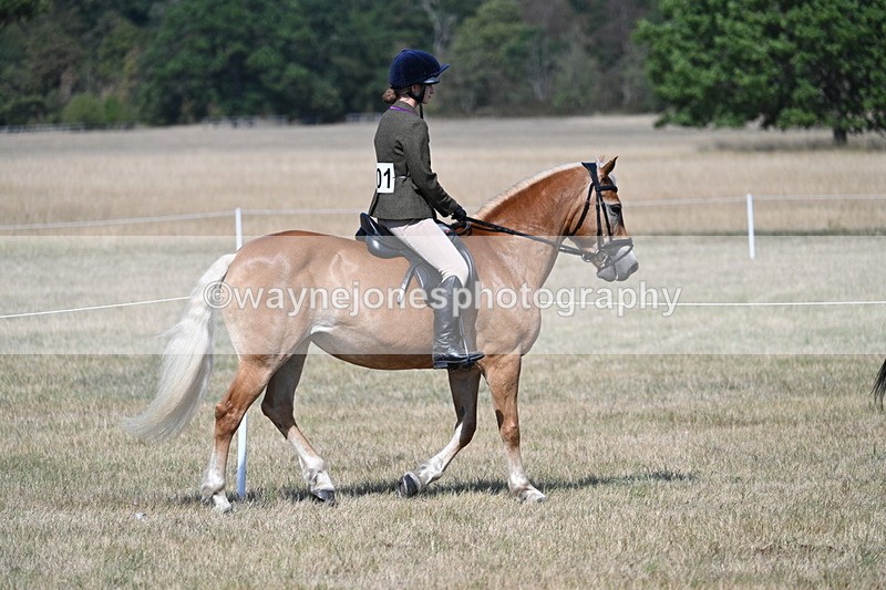 WJ7_1190 - Class 41 Prettiest Mare