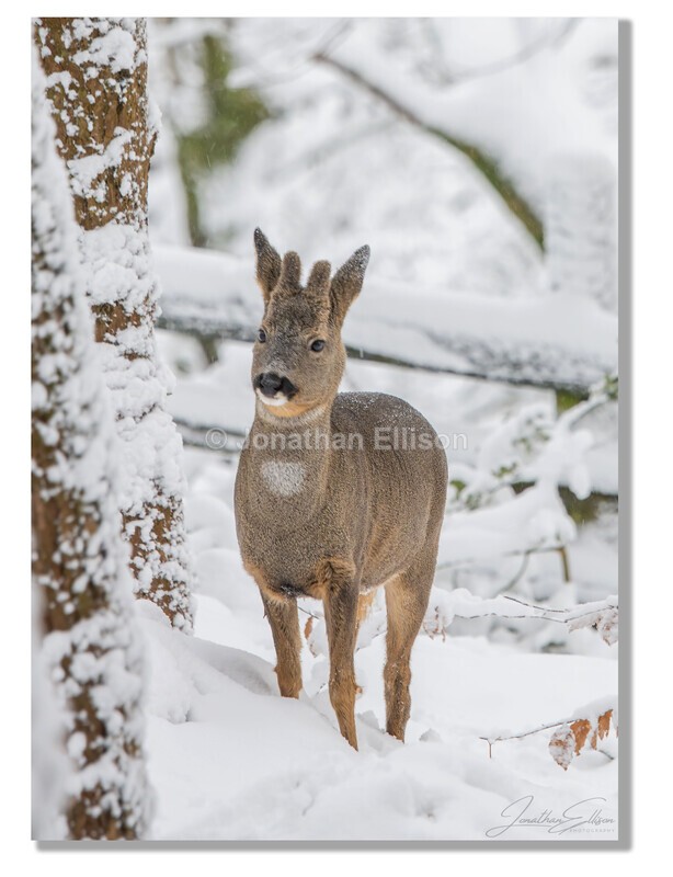 Roe Deer - Rivington And Surrounding Areas