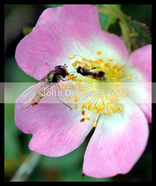 Guess the Insect 3 - Plants and Insects