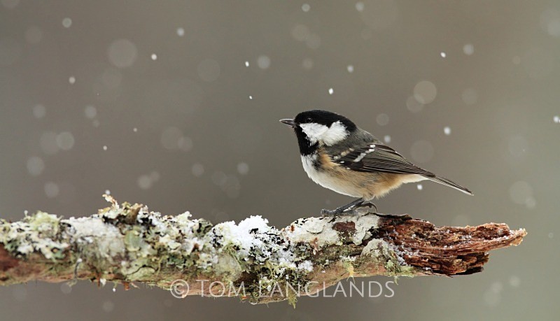 Coal Tit - All Other Birds