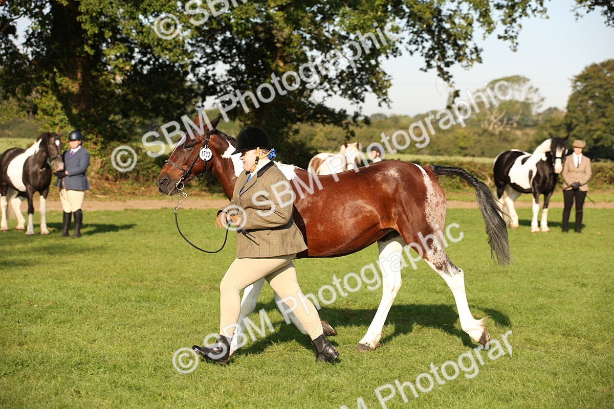 SBM_58759 - S51 - Piebald & Skewbald Horse In Hand