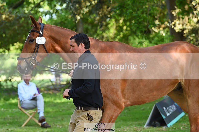 230524-164146-01030 - 111-CREEVAGHSTABLES_IFICUDIWUD-Tim_Cheffings-WEDTrotUp+DR