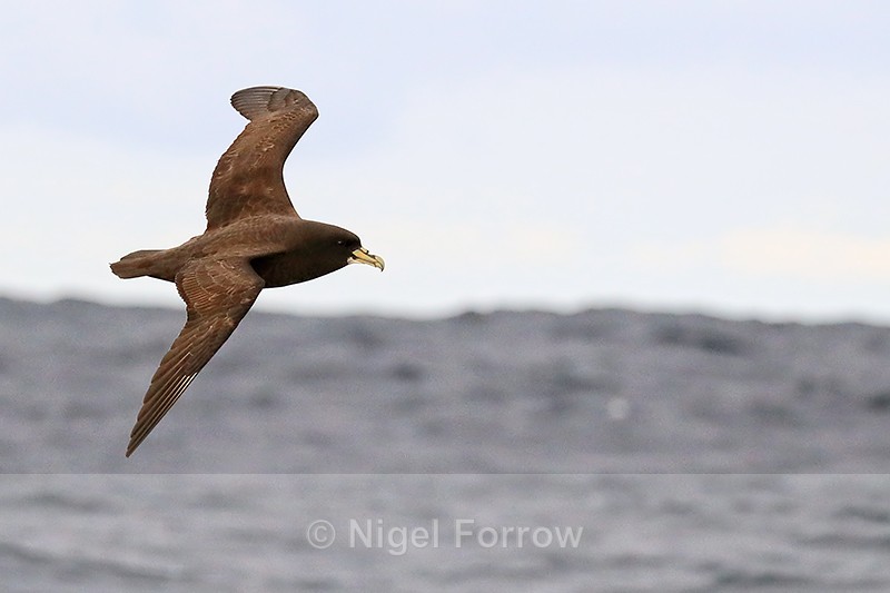 White-chinned Petrel flying close, South Africa - White-chinned Petrel