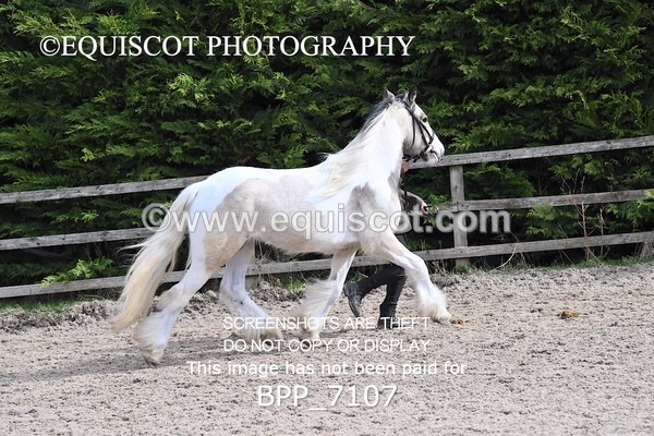 BPP_7107 - RING 1  (RIDDEN HORSES / IN HAND / VETERAN ETC)