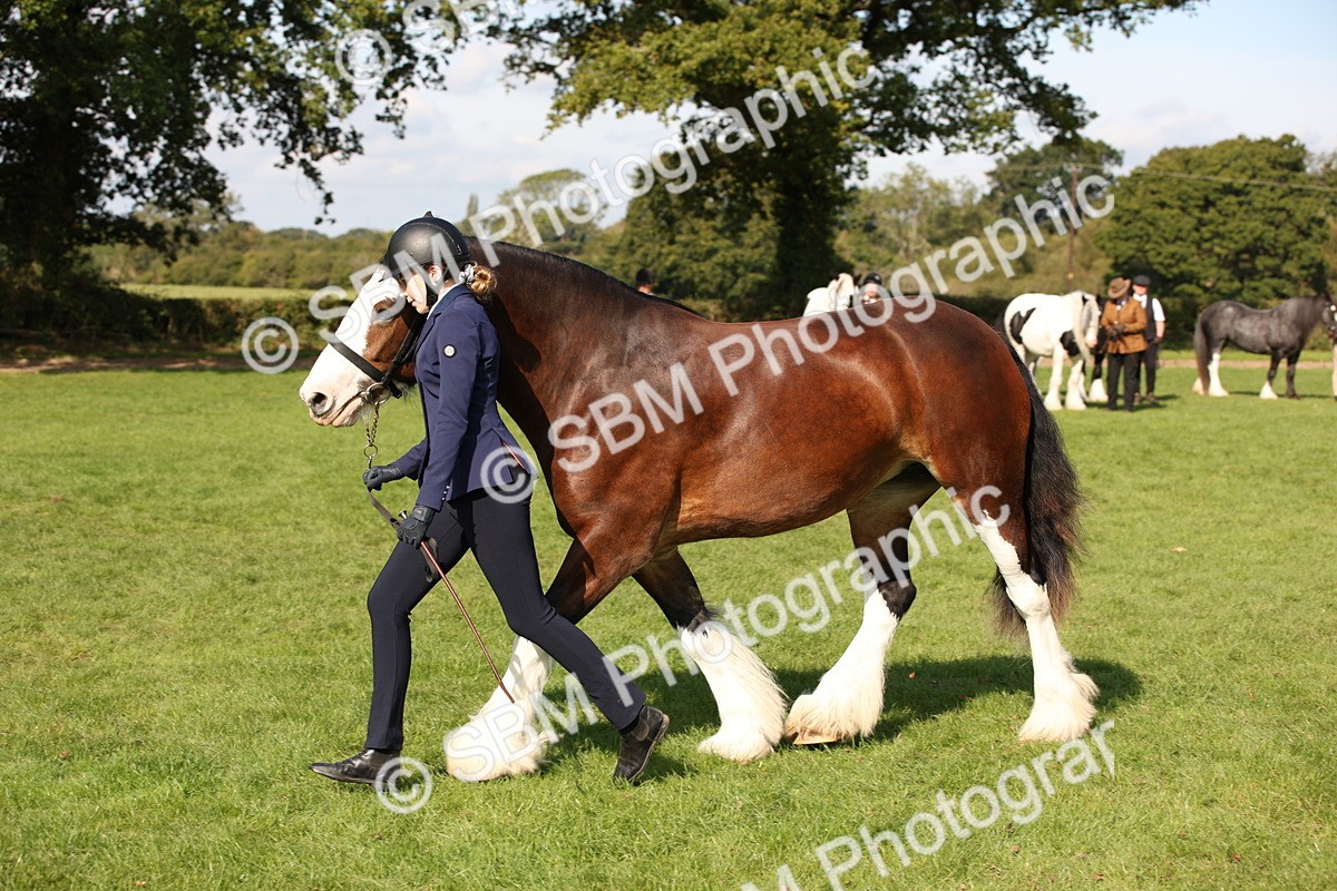 SBM_62245 - S55 - Traditional Cob In Hand