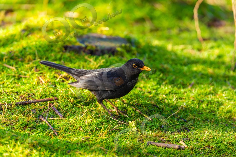 Blackbird Turdus merula-1856 - UK birds