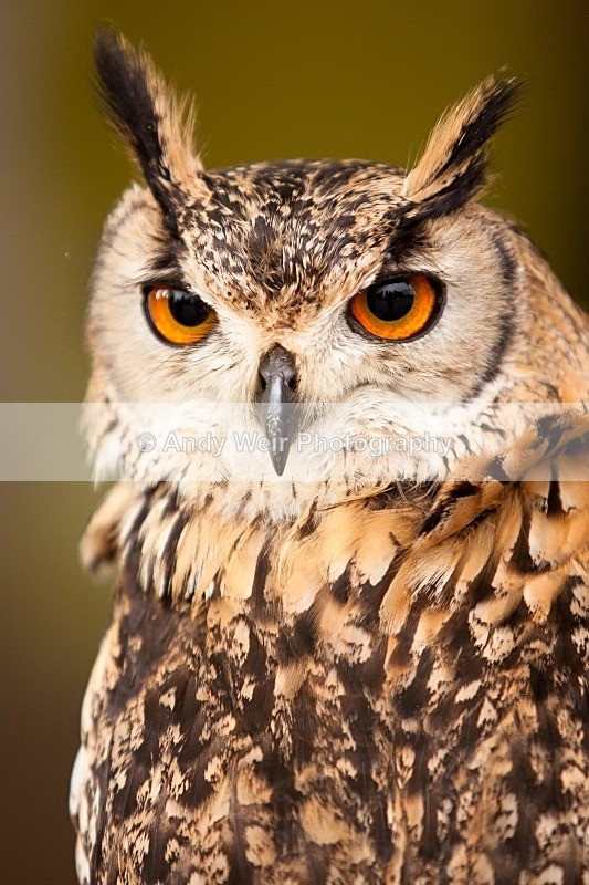 20120121-_MG_8743 - Eagle Owl
