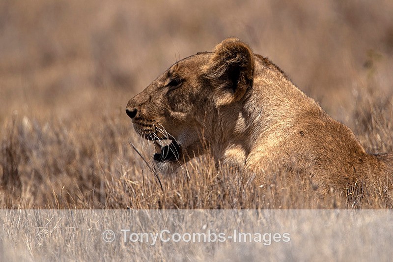 Lioness - Lewa ~ Cats