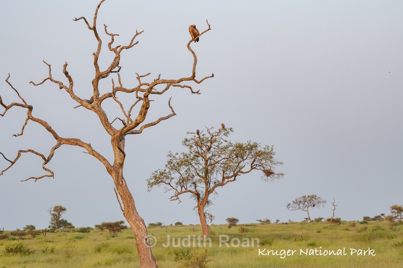  - South Africa Birds and Mammals