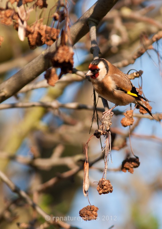 Goldfinch - Carduelis carduelis RPNP0067 - Birds