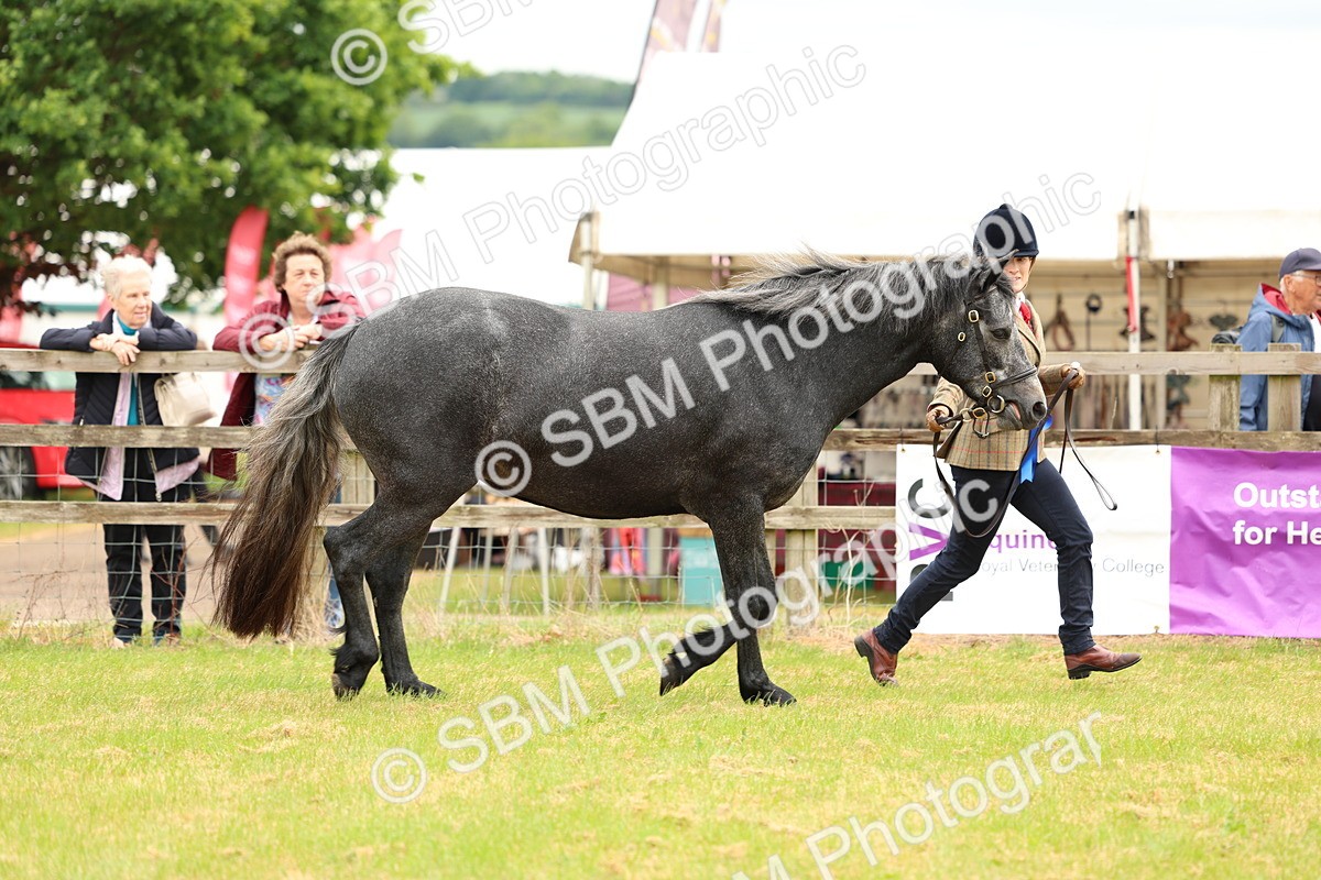 SBM_04141 - Class 64-67 - Shetland Pony In Hand