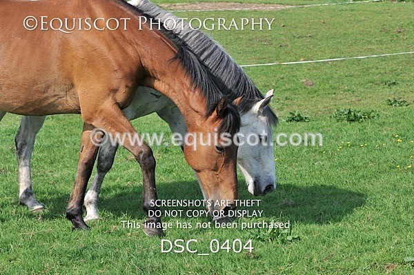 DSC_0404 - ARCHIVE REQUEST - Quincy and Guinness