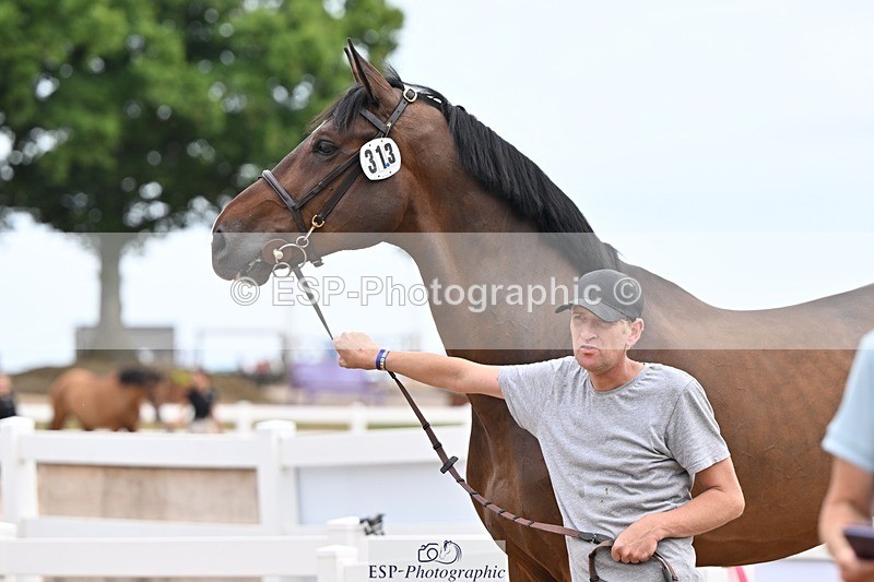 250716-152419-01911 - Trot Up 2.30 to 3.30