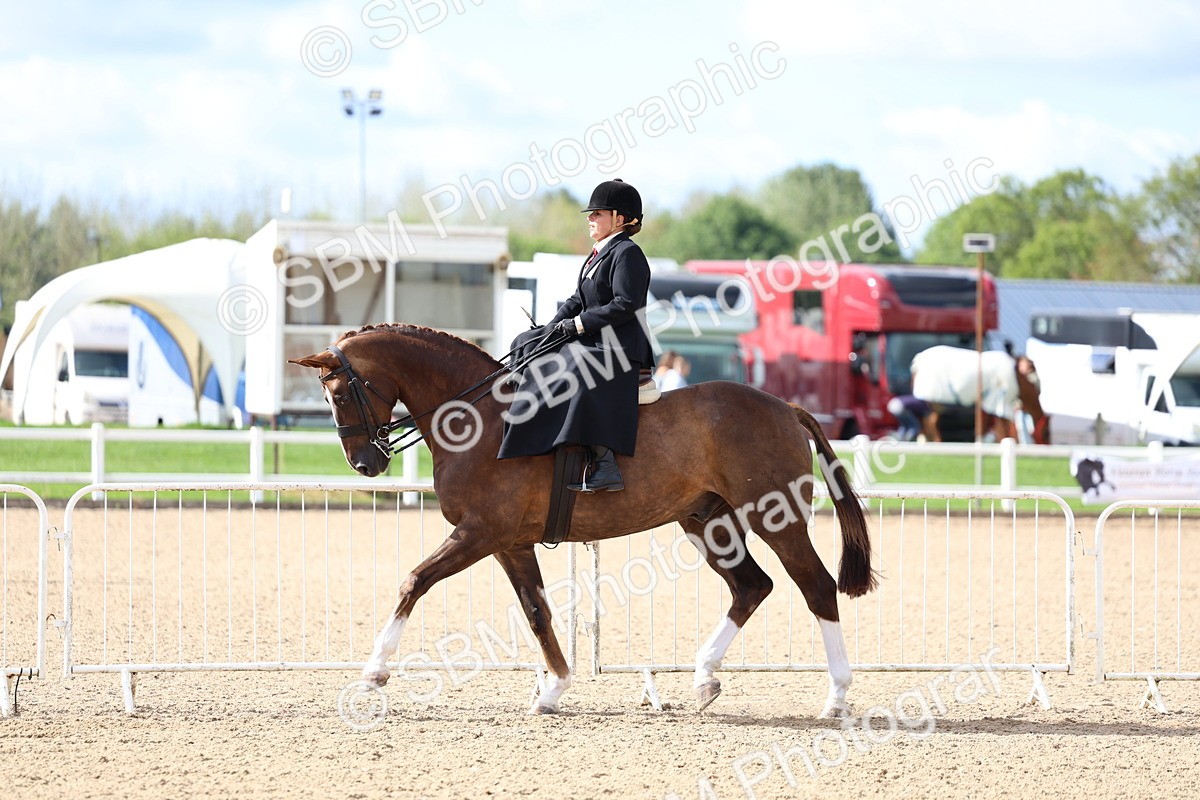 SBM_10776 - Class 305 - Ridden Foreign Breeds - Pure Bred
