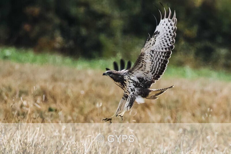 by Mick Graystone -  2 - Wildlife And Nature