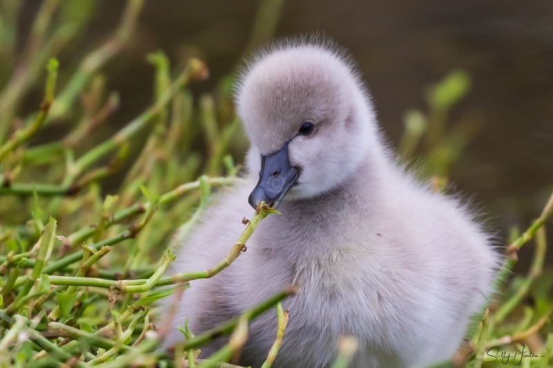 Cygnets 13