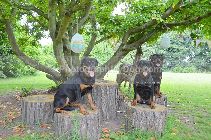 - Rottweilers