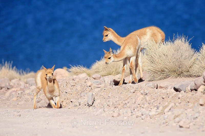 Young Vicunas at roadside, Chile - Vicuna