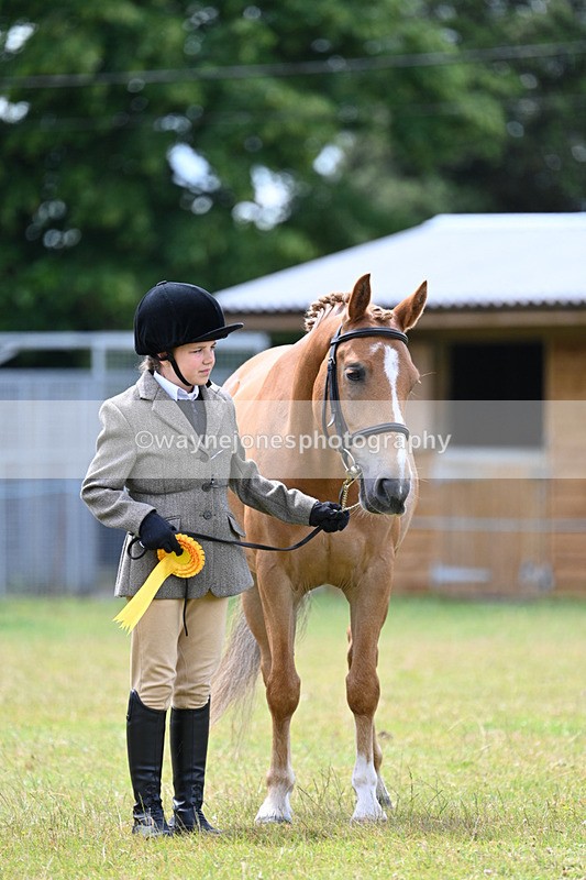 WJ7_6761 - Class 5 Handsome Gelding in hand