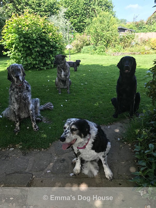 - Dogs