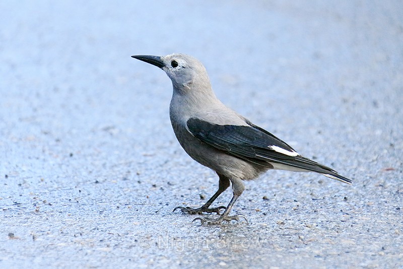 Clark's Nutcracker on the ground, Lake Louise - Clark's Nutcracker