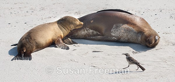 Sea Lions with Mocking Bird - Nature