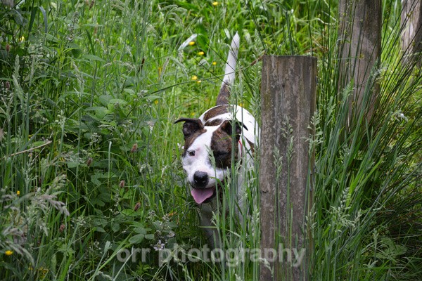 Bracken - Dogs