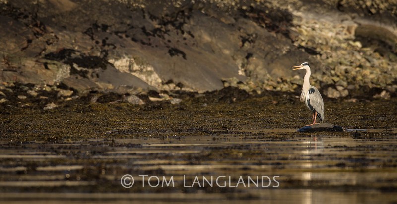 Grey Heron - All Other Birds