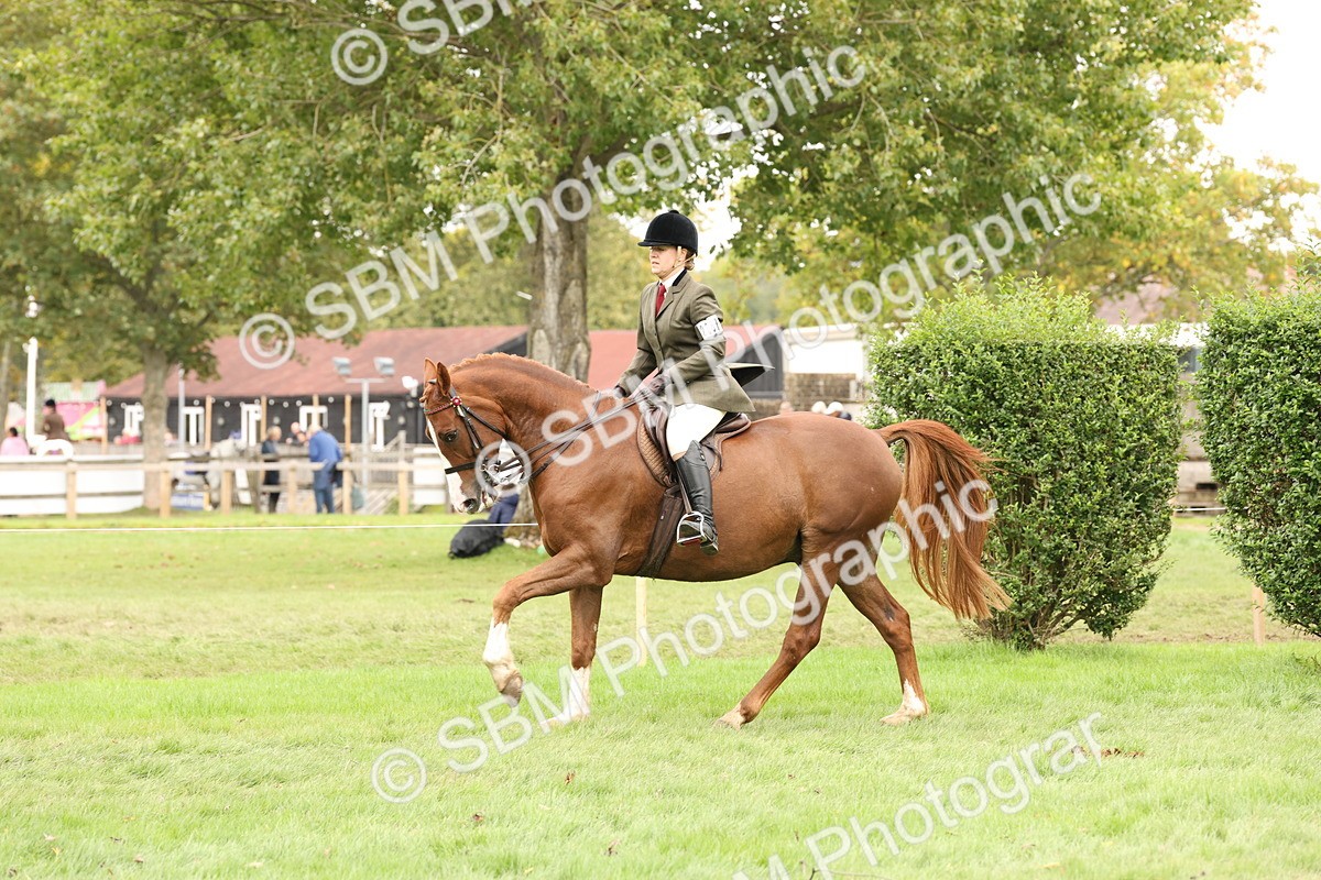SBM_64232 - S65 - Riding Horse & Hack & Thoroughbred Ridden
