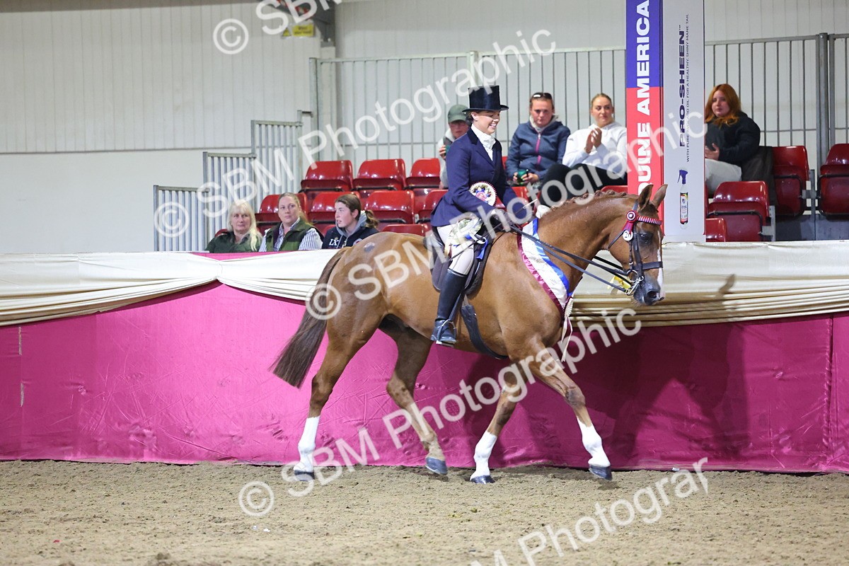 0B8A4497 - Class O Ridden Show Horse Champ