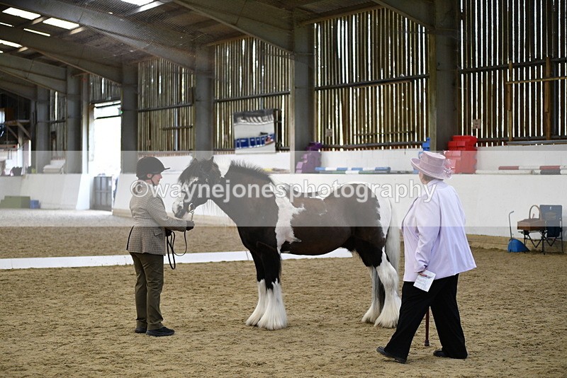 WJ5_5019 - Class 7 In hand coloured / odd coloured