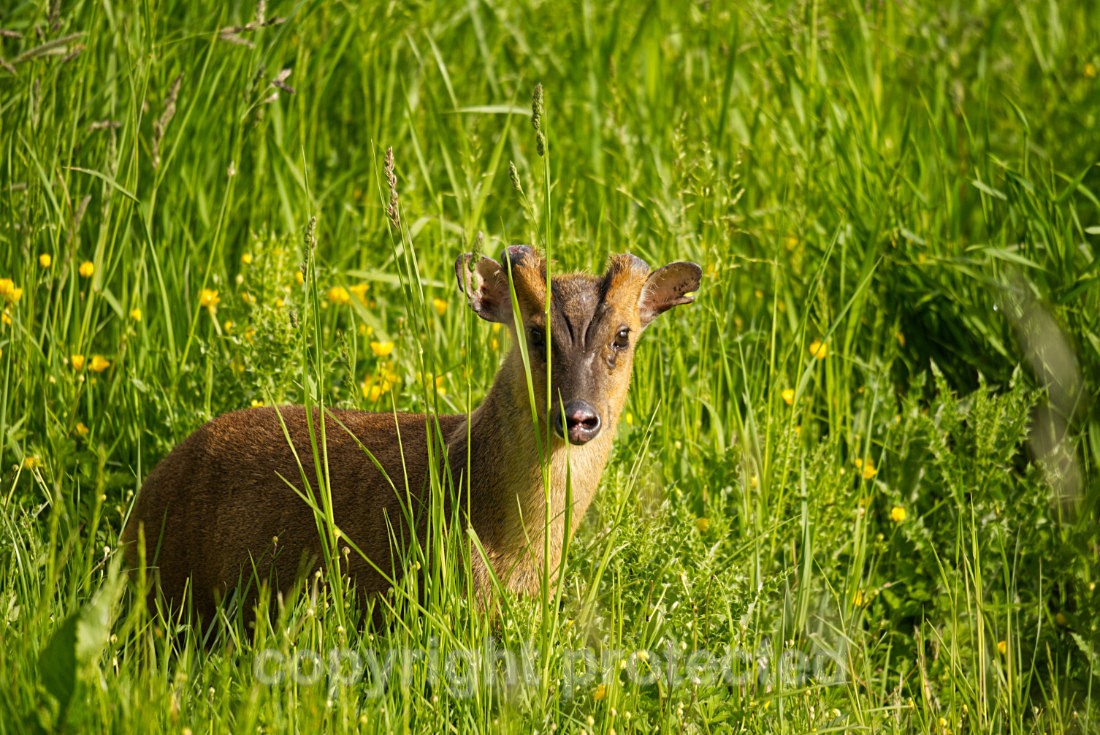 Muntjac Deer - Hollesley Marshes - Suffolk - Mammals