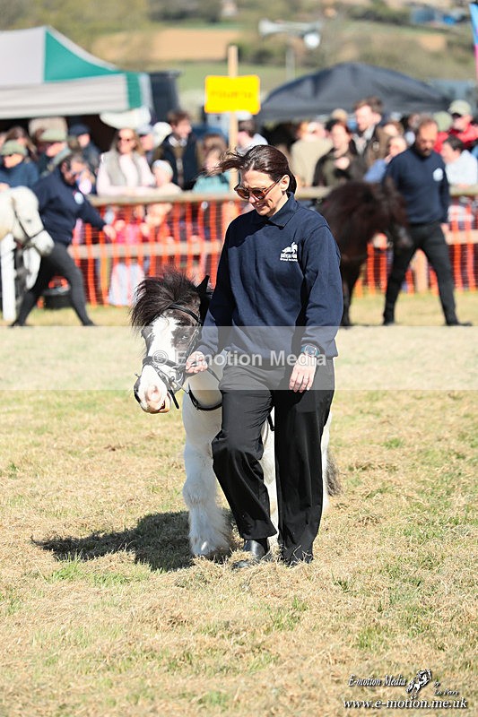 Shet 060426 30 - Shetland Pony Racing Paxford Races Easter Mon 06/04/26