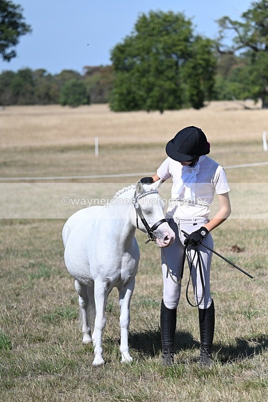 WJ7_1343 - Class 41 Prettiest Mare