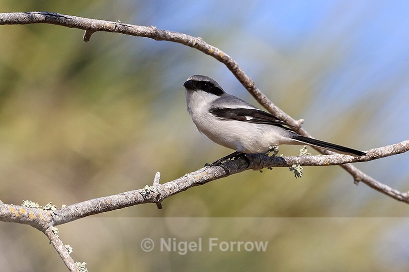 Loggerhead Shrike perched, Fort De Soto Park, Florida - Loggerhead Shrike