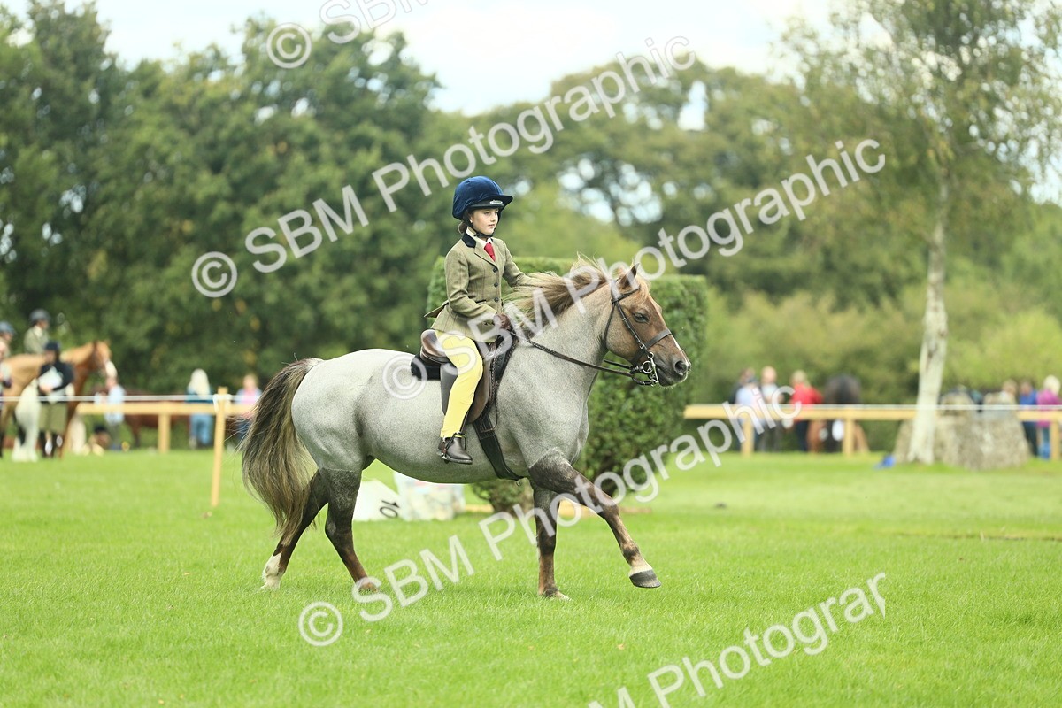 SBM_42764 - S30 - M&M Working hunter Pony