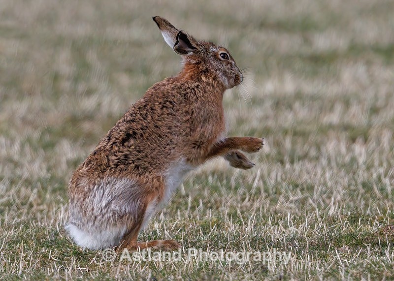 Brown Hare - Latest Images