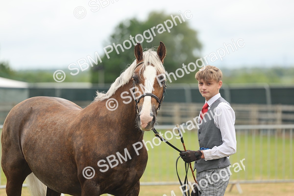 SBM_04923 - Class 50-57 - M&M Welsh Pony In Hand