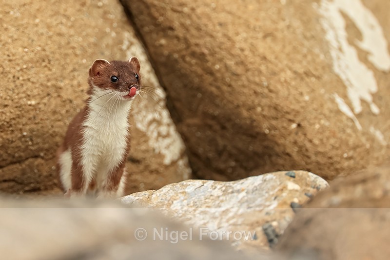 Stoat showing tongue, Duck Island, Alaska - Stoat