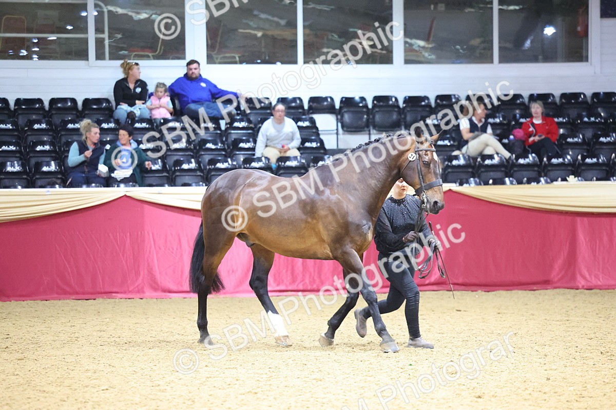 SBM_18790 - Class E IH Horse Champ
