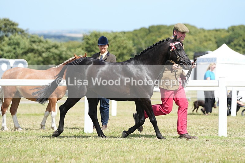 DSC07343 - Class 69: NPS Show Pony 4 years and over