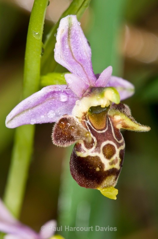Horned Ophrys (Ophrys cornuta = O. oestrifera) - Orchids - Ophrys