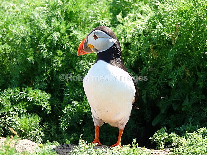 DSC00330 - Skomer 2019