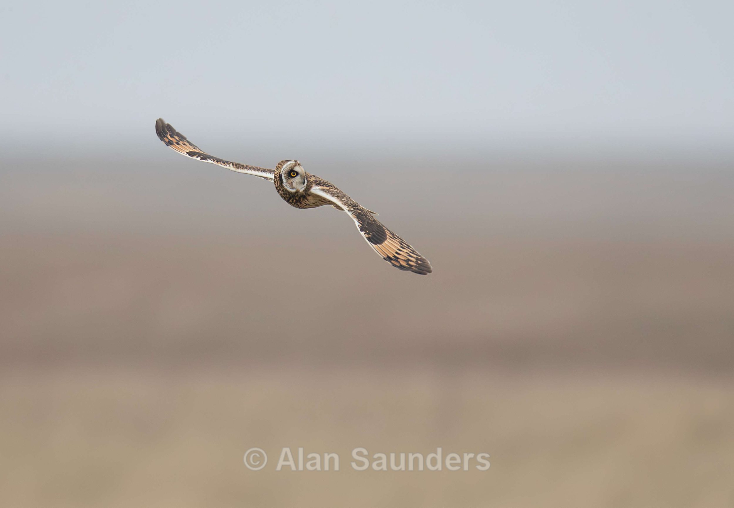 Short Eared Owl