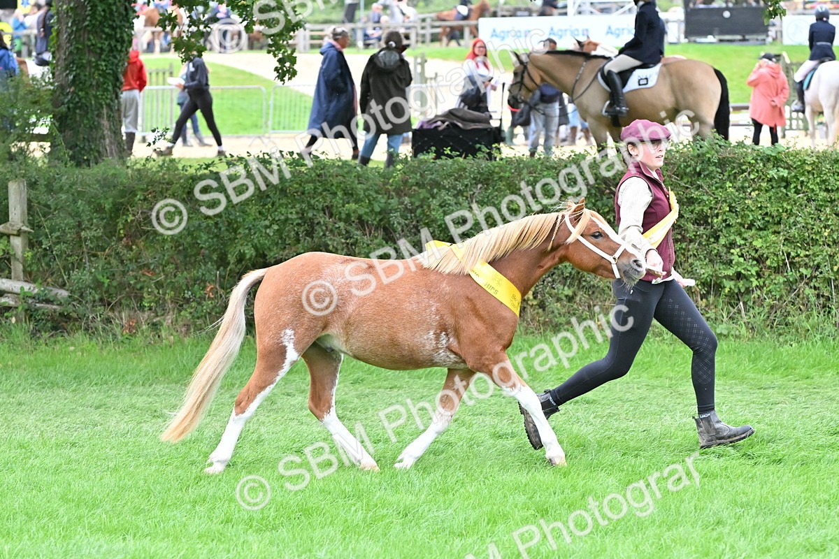SBM_64977 - In Hand Pony & Younstock Supreme Championship