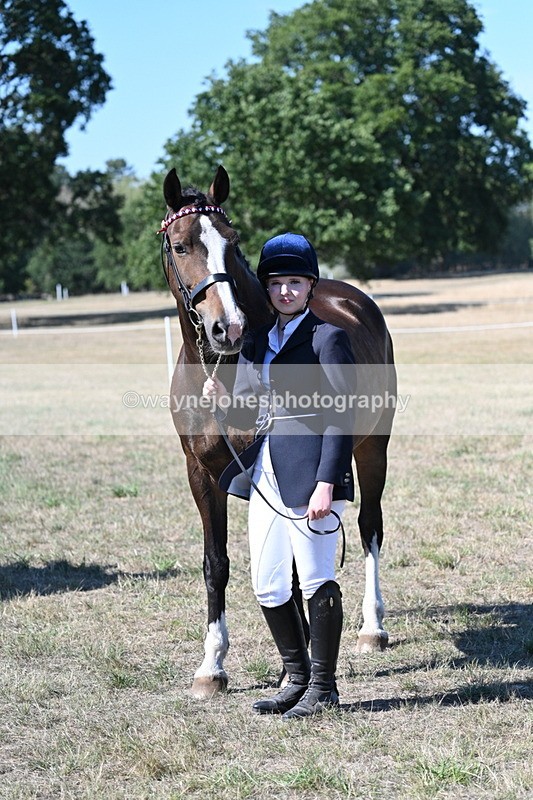 WJ7_1586 - Class 42 Most Handsome Gelding