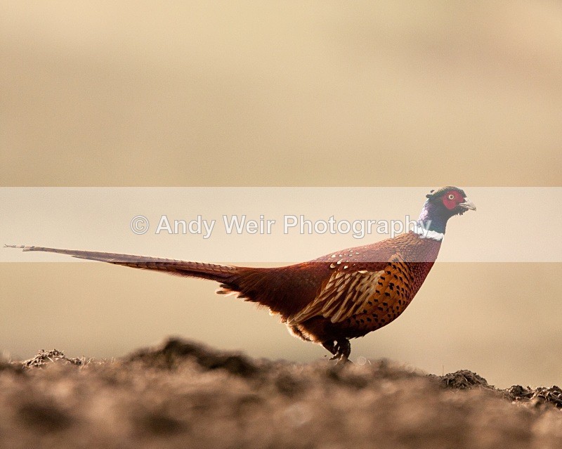 20100314-069 - Gamebirds