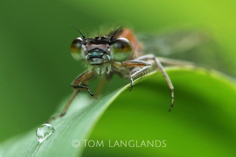 Common Blue Damselfly - Macro
